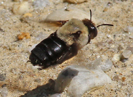 Hibiscus Bee